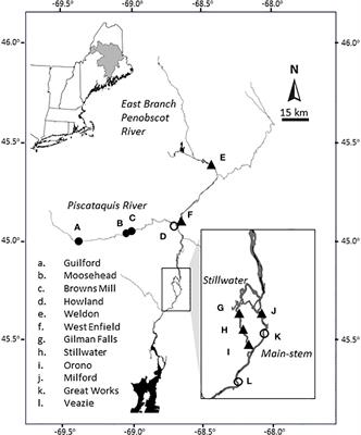 Seven dam challenges for migratory fish: insights from the Penobscot River